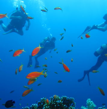 Dalış ile İlgili Bilinmesi Gerekenler