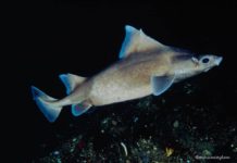 Domuz Köpekbalıkları Marmara’yı Koruyor