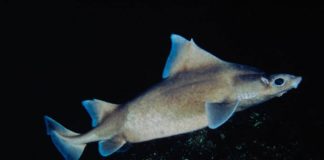 Domuz Köpekbalıkları Marmara’yı Koruyor