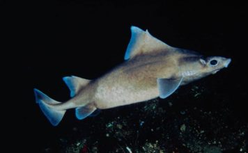 Domuz Köpekbalıkları Marmara’yı Koruyor