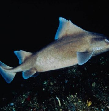 Domuz Köpekbalıkları Marmara’yı Koruyor