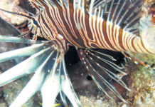 Akdeniz Tropik Aslan Balığı Kaynıyor