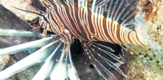 Akdeniz Tropik Aslan Balığı Kaynıyor