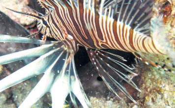 Akdeniz Tropik Aslan Balığı Kaynıyor