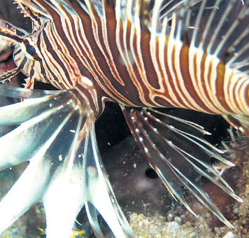 Akdeniz Tropik Aslan Balığı Kaynıyor