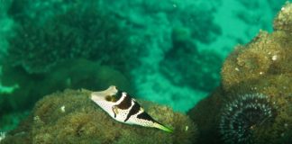 Böyle Çok Daha Güzelsin