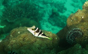 Böyle Çok Daha Güzelsin