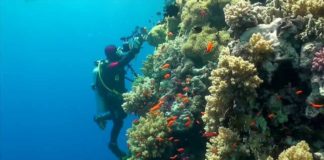 Kızıldeniz’de Dalış