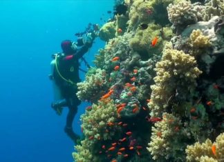 Kızıldeniz’de Dalış