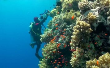 Kızıldeniz’de Dalış