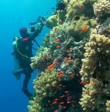Kızıldeniz’de Dalış