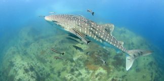 Balina Köpekbalığı – Whale Shark