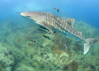 Balina Köpekbalığı – Whale Shark