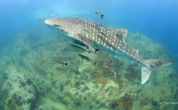 Balina Köpekbalığı – Whale Shark