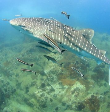 Balina Köpekbalığı – Whale Shark