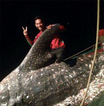 Kamboçya’da Yetkililer Balina Köpekbalığı Yakalanmasını Araştırıyor