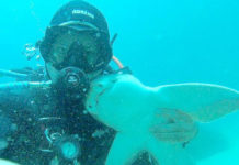 Dost Canlısı Köpekbalığı