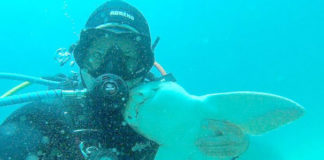 Dost Canlısı Köpekbalığı