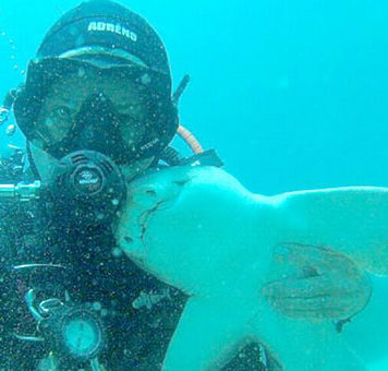 Dost Canlısı Köpekbalığı