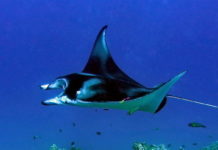 Akdeniz’de 30 Adet Manta Aynı Anda Yakalandı