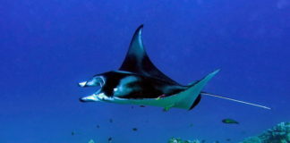 Akdeniz’de 30 Adet Manta Aynı Anda Yakalandı