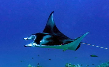 Akdeniz’de 30 Adet Manta Aynı Anda Yakalandı