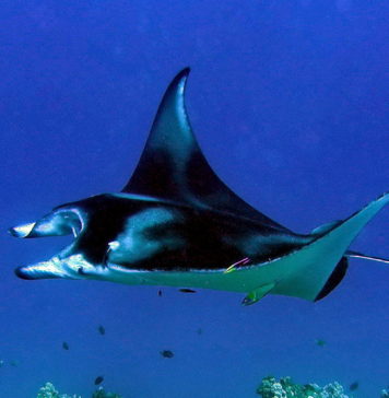 Akdeniz’de 30 Adet Manta Aynı Anda Yakalandı