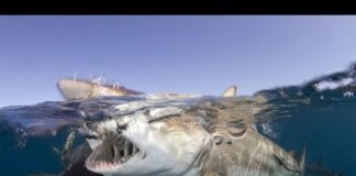 Meksika Cozumel’de Dalış