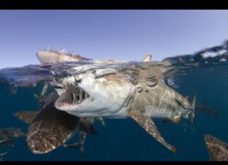 Meksika Cozumel’de Dalış