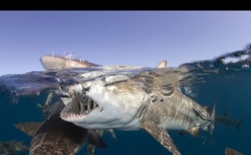 Meksika Cozumel’de Dalış