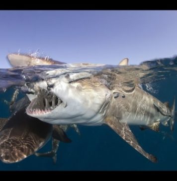 Meksika Cozumel’de Dalış
