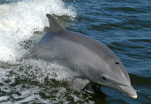 Zonguldak’ta Yunusların Silahla Vurulması İnceleme Altında