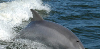 Zonguldak’ta Yunusların Silahla Vurulması İnceleme Altında