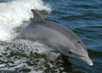 Zonguldak’ta Yunusların Silahla Vurulması İnceleme Altında