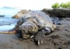 Bodrum Sahilinde Üç Kurşunla Öldürülmüş Caretta Caretta bulundu