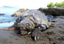 Bodrum Sahilinde Üç Kurşunla Öldürülmüş Caretta Caretta bulundu