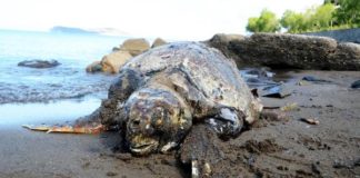 Bodrum Sahilinde Üç Kurşunla Öldürülmüş Caretta Caretta bulundu
