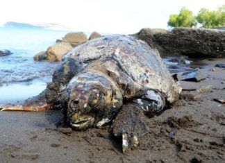 Bodrum Sahilinde Üç Kurşunla Öldürülmüş Caretta Caretta bulundu