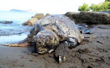 Bodrum Sahilinde Üç Kurşunla Öldürülmüş Caretta Caretta bulundu