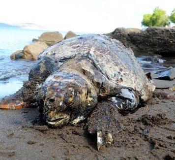 Bodrum Sahilinde Üç Kurşunla Öldürülmüş Caretta Caretta bulundu
