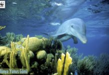 Dünya Yunus Günü 14 Nisan