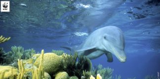 Dünya Yunus Günü 14 Nisan