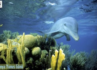 Dünya Yunus Günü 14 Nisan