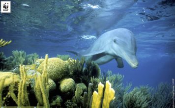 Dünya Yunus Günü 14 Nisan