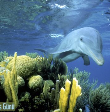 Dünya Yunus Günü 14 Nisan