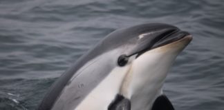 Düzce’de Yunus Ölüleri Karaya Vurdu