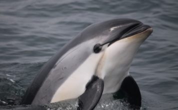 Düzce’de Yunus Ölüleri Karaya Vurdu