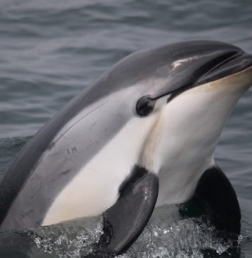 Düzce’de Yunus Ölüleri Karaya Vurdu