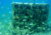 Bandırma Erdek Körfezi’nde Yer Alan Yapay Resifler İncelenecek erdek-yapay-resif