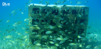 Bandırma Erdek Körfezi’nde Yer Alan Yapay Resifler İncelenecek erdek-yapay-resif